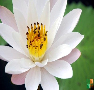 Tranh dán tường Hàn Quốc hoa súng FW - 254